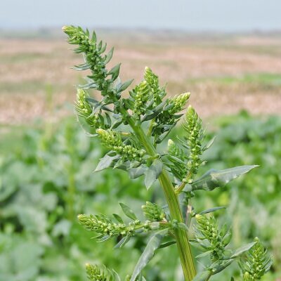Spinacia oleracea - Spinach