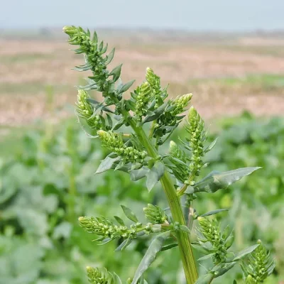 Spinacia oleracea - Spinach
