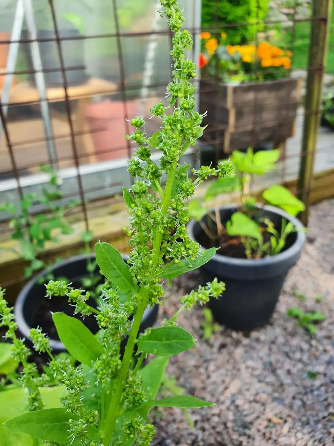 Spinacia oleracea - Spinach - Image 2