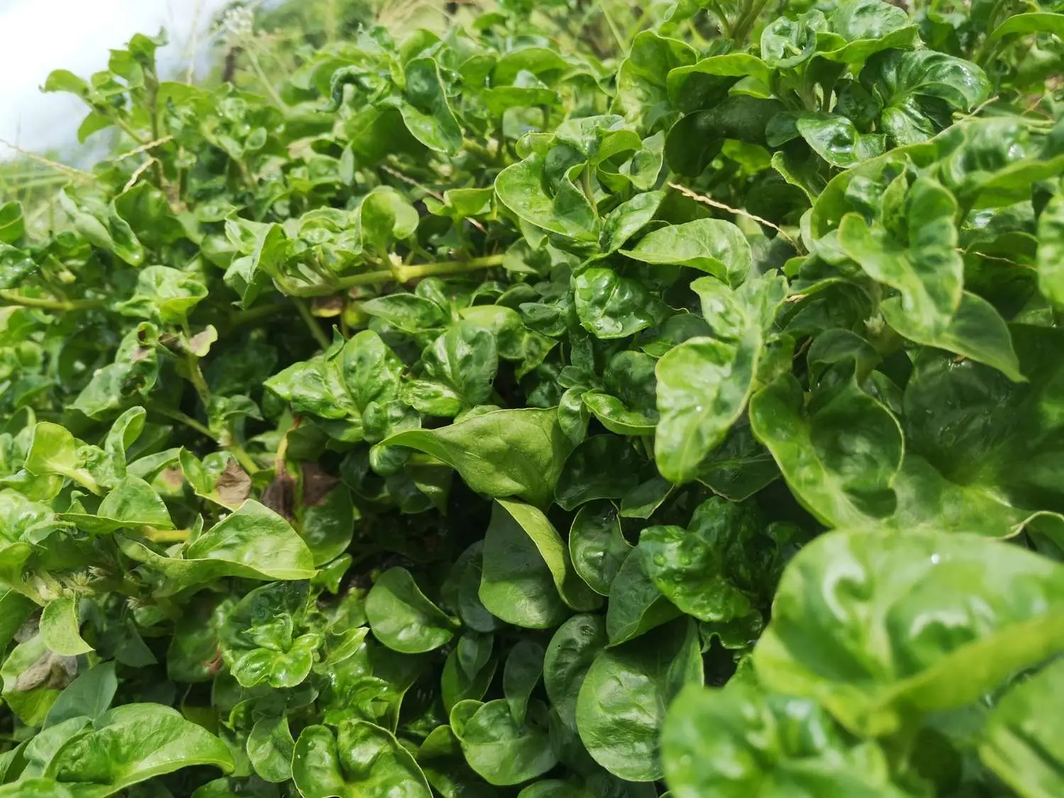 Spinacia oleracea - Spinach - Image 6