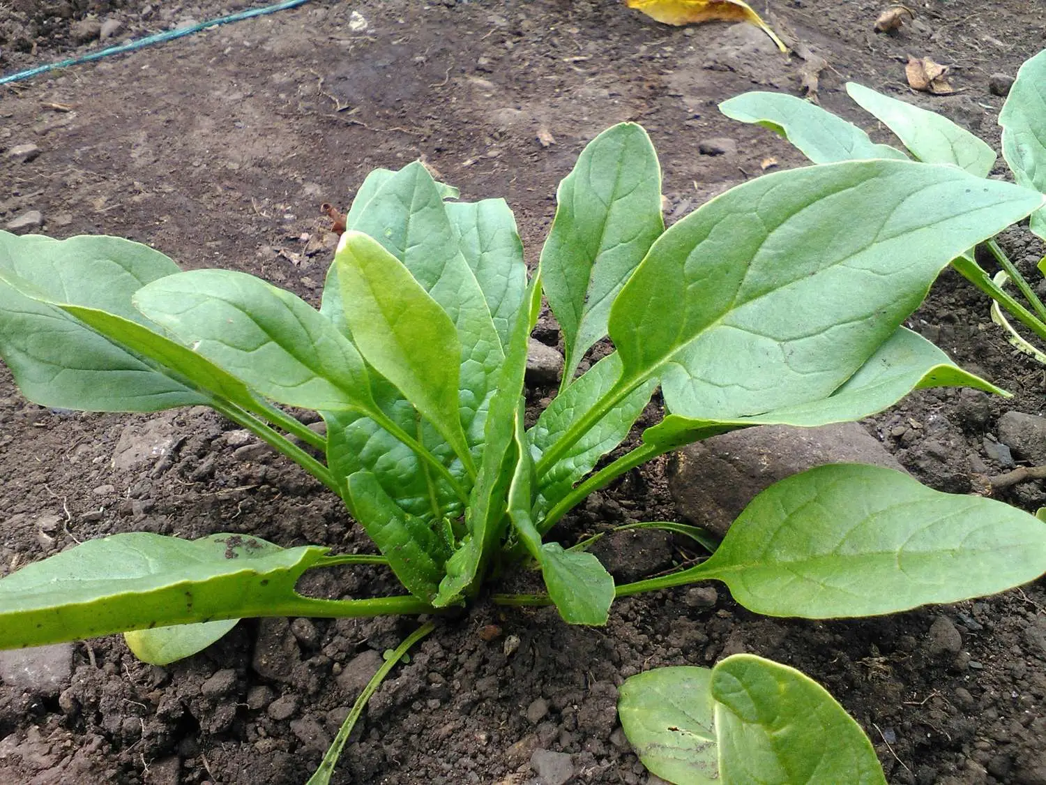 Spinacia oleracea - Spinach - Image 7