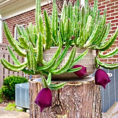 Stapelia leendertziae - Black Bells Stapelia, Dark Stapelia, Giant Stapelia, Carrion Flower, Starfish Flower