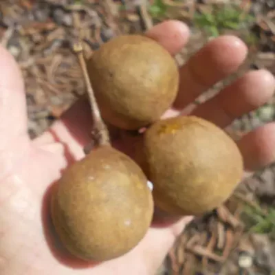 Stelechocarpus burahol - keppel