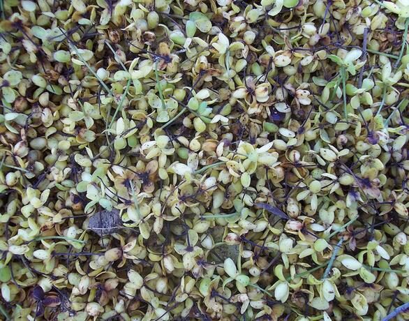 Stelechocarpus burahol - keppel - Image 2