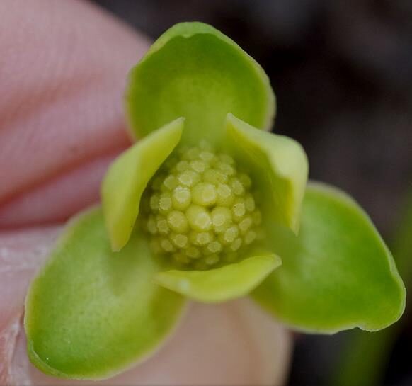 Stelechocarpus burahol - keppel - Image 3
