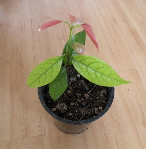 Stelechocarpus burahol - keppel - Image 4