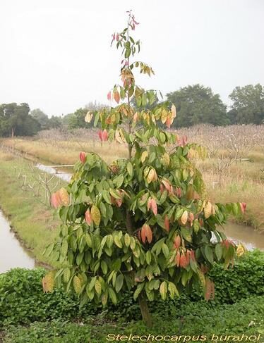 Stelechocarpus burahol - keppel - Image 5