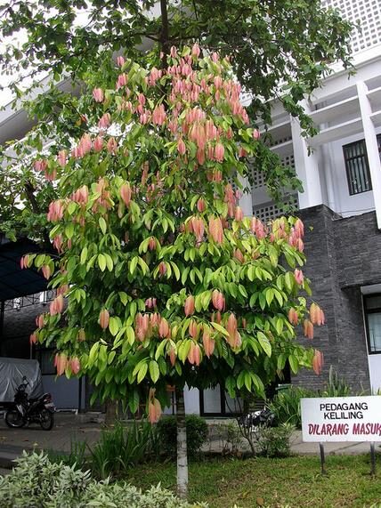 Stelechocarpus burahol - keppel - Image 6