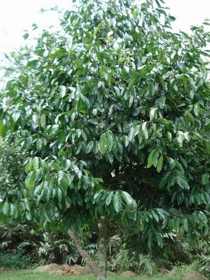 Stelechocarpus burahol - keppel - Image 7