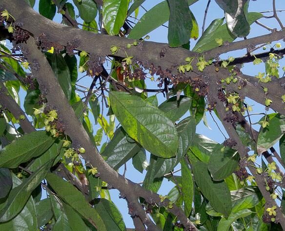 Stelechocarpus burahol - keppel - Image 9