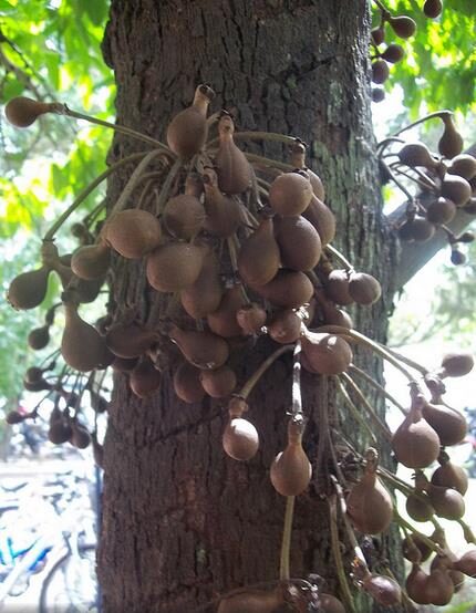 Stelechocarpus burahol - keppel - Image 10