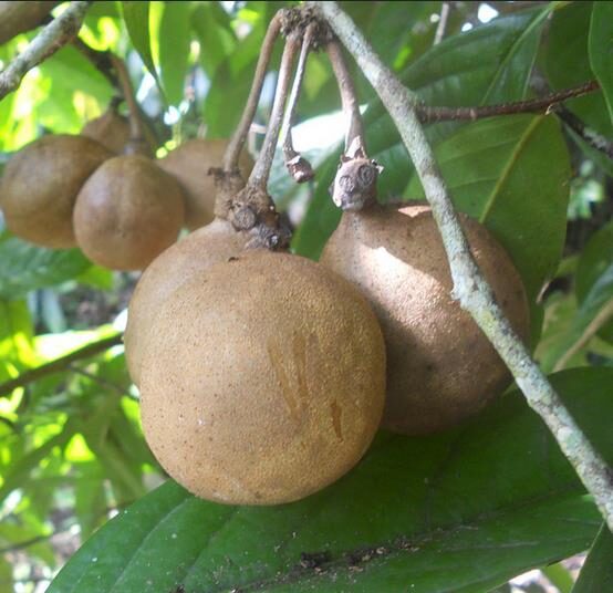 Stelechocarpus burahol - keppel - Image 11