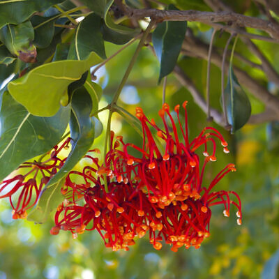 Stenocarpus sinuatus - Firewheel Tree, Rotary Tree