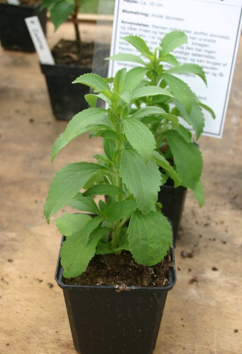 Stevia rebaudiana - Candyleaf, Sweetleaf, Sugarleaf - Image 2