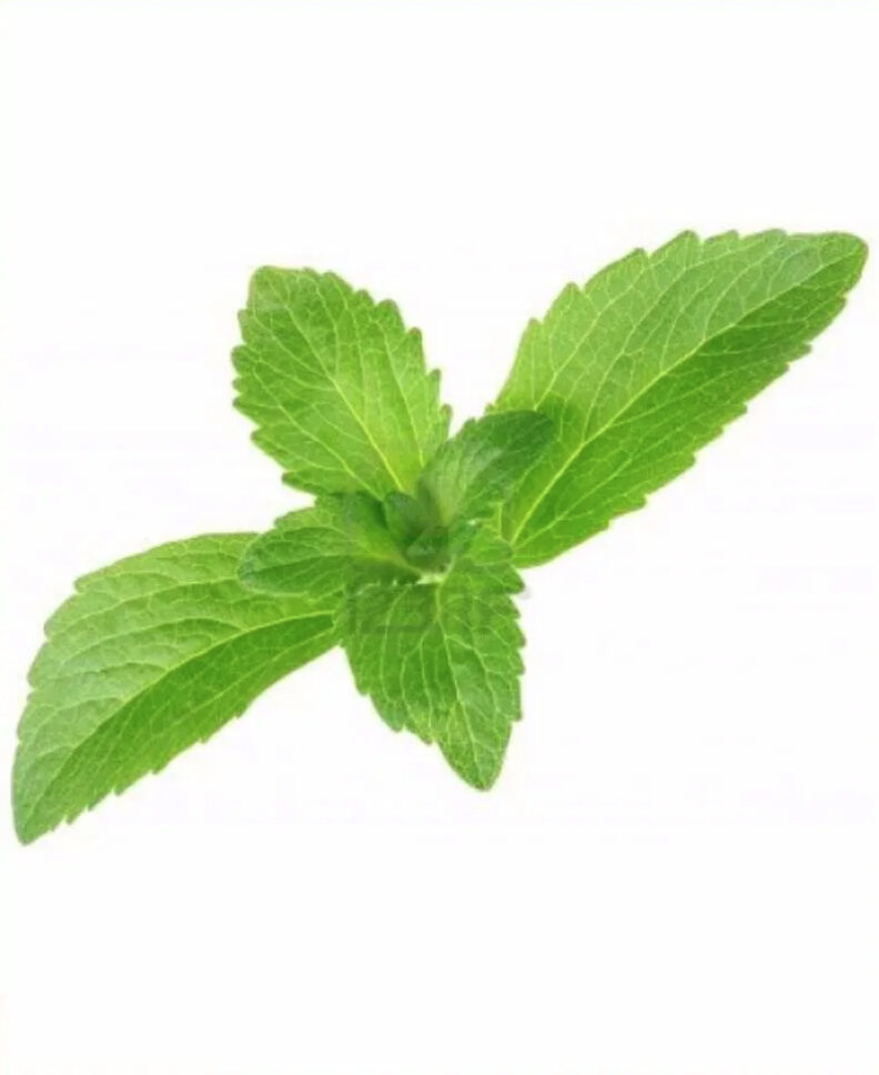 Stevia rebaudiana - Candyleaf, Sweetleaf, Sugarleaf - Image 3