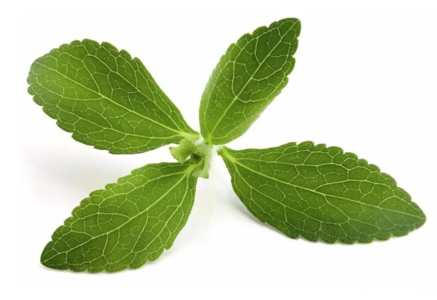 Stevia rebaudiana - Candyleaf, Sweetleaf, Sugarleaf - Image 4