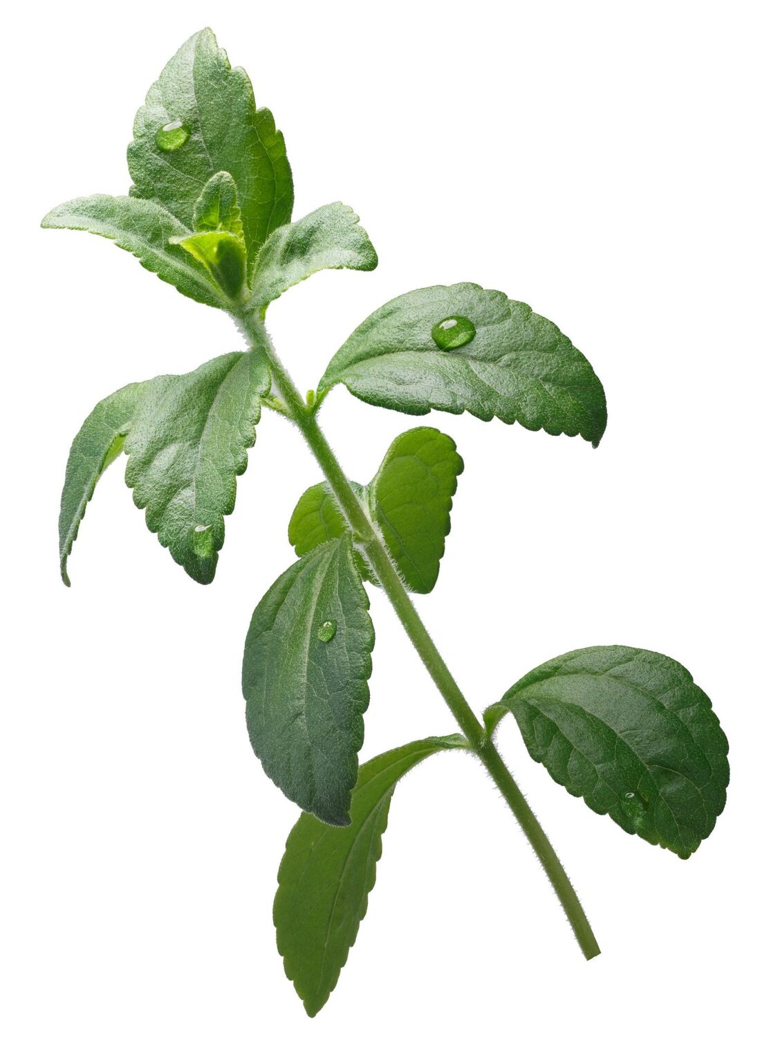 Stevia rebaudiana - Candyleaf, Sweetleaf, Sugarleaf - Image 9