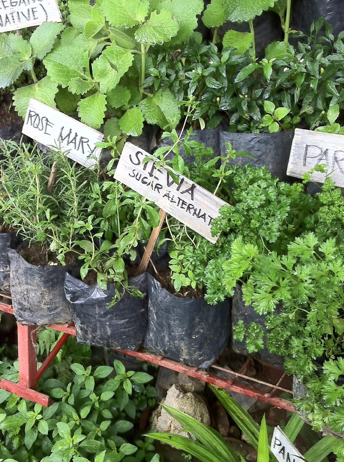 Stevia rebaudiana - Candyleaf, Sweetleaf, Sugarleaf - Image 10