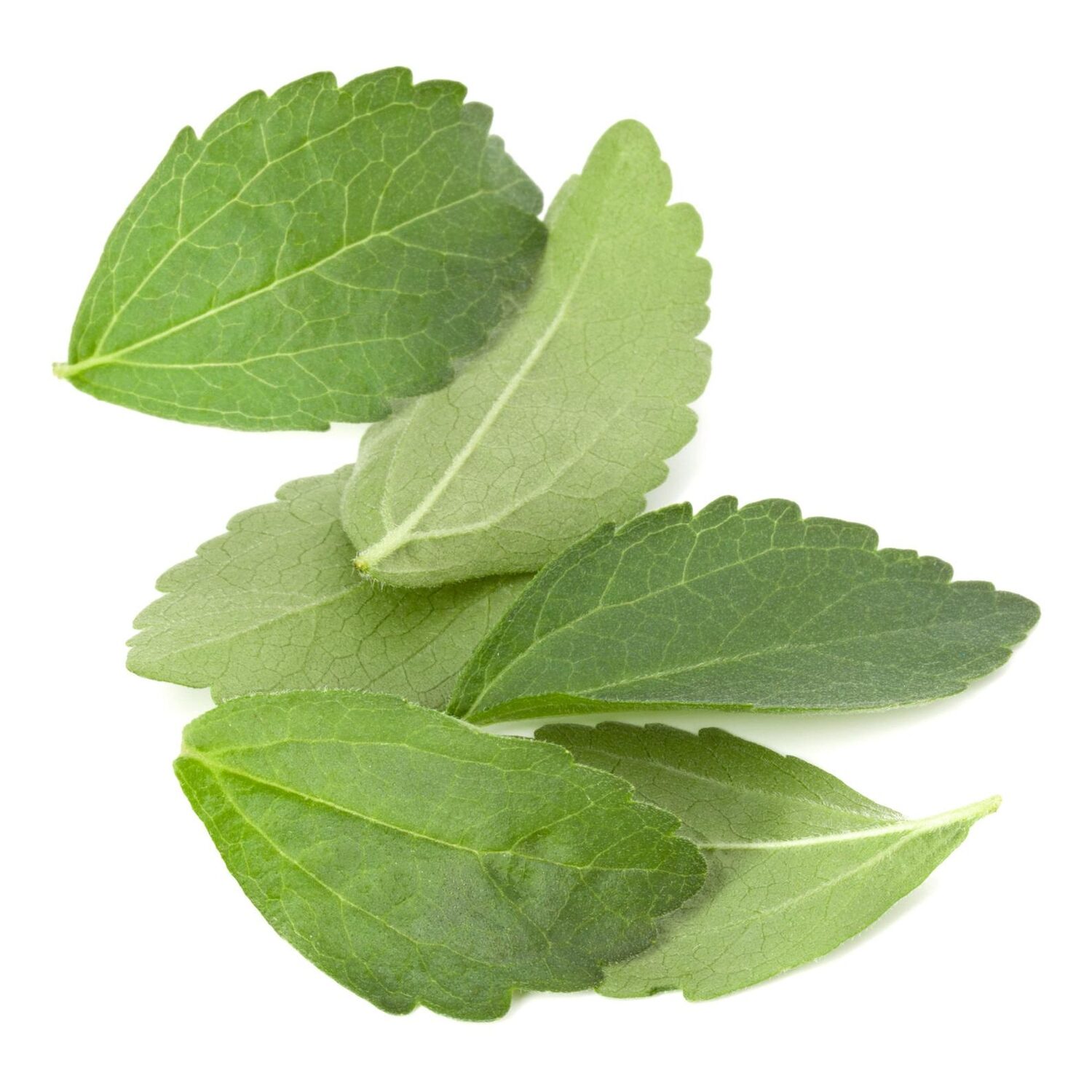 Stevia rebaudiana - Candyleaf, Sweetleaf, Sugarleaf - Image 11