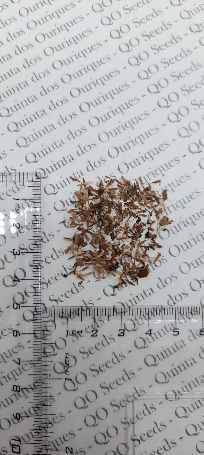 Stevia rebaudiana - Candyleaf, Sweetleaf, Sugarleaf - Image 14