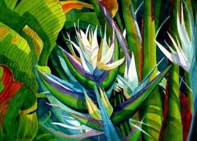Strelitzia nicolai - White Bird of Paradise - Image 3