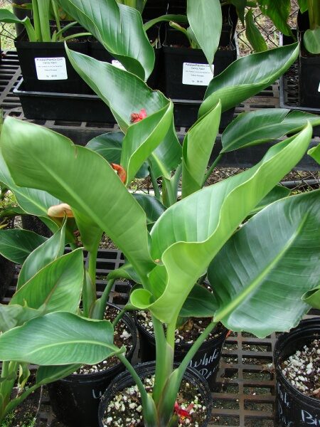 Strelitzia nicolai - White Bird of Paradise - Image 4