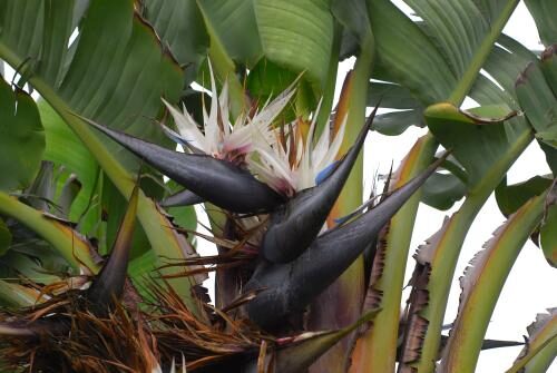 Strelitzia nicolai - White Bird of Paradise - Image 5