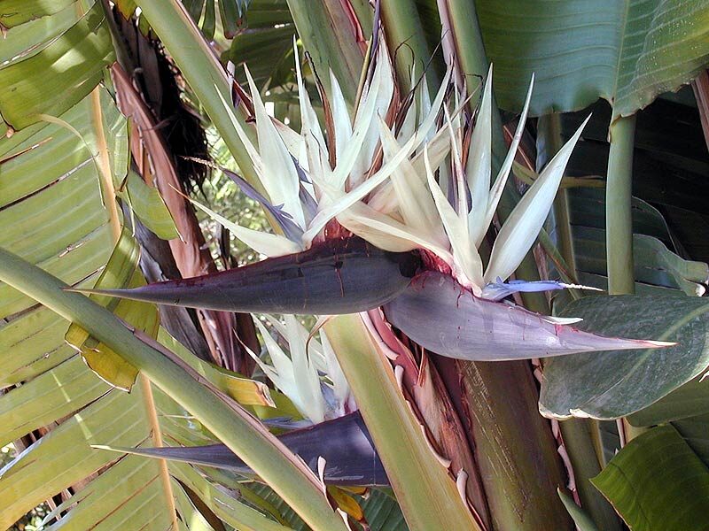 Strelitzia nicolai - White Bird of Paradise - Image 6