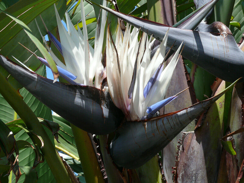 Strelitzia nicolai - White Bird of Paradise - Image 7