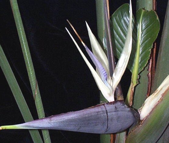 Strelitzia nicolai - White Bird of Paradise - Image 8