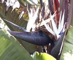 Strelitzia nicolai - White Bird of Paradise - Image 9