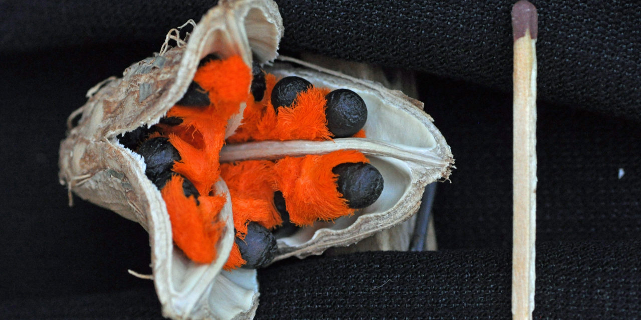 Strelitzia nicolai - White Bird of Paradise - Image 11