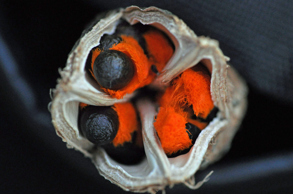 Strelitzia nicolai - White Bird of Paradise - Image 12