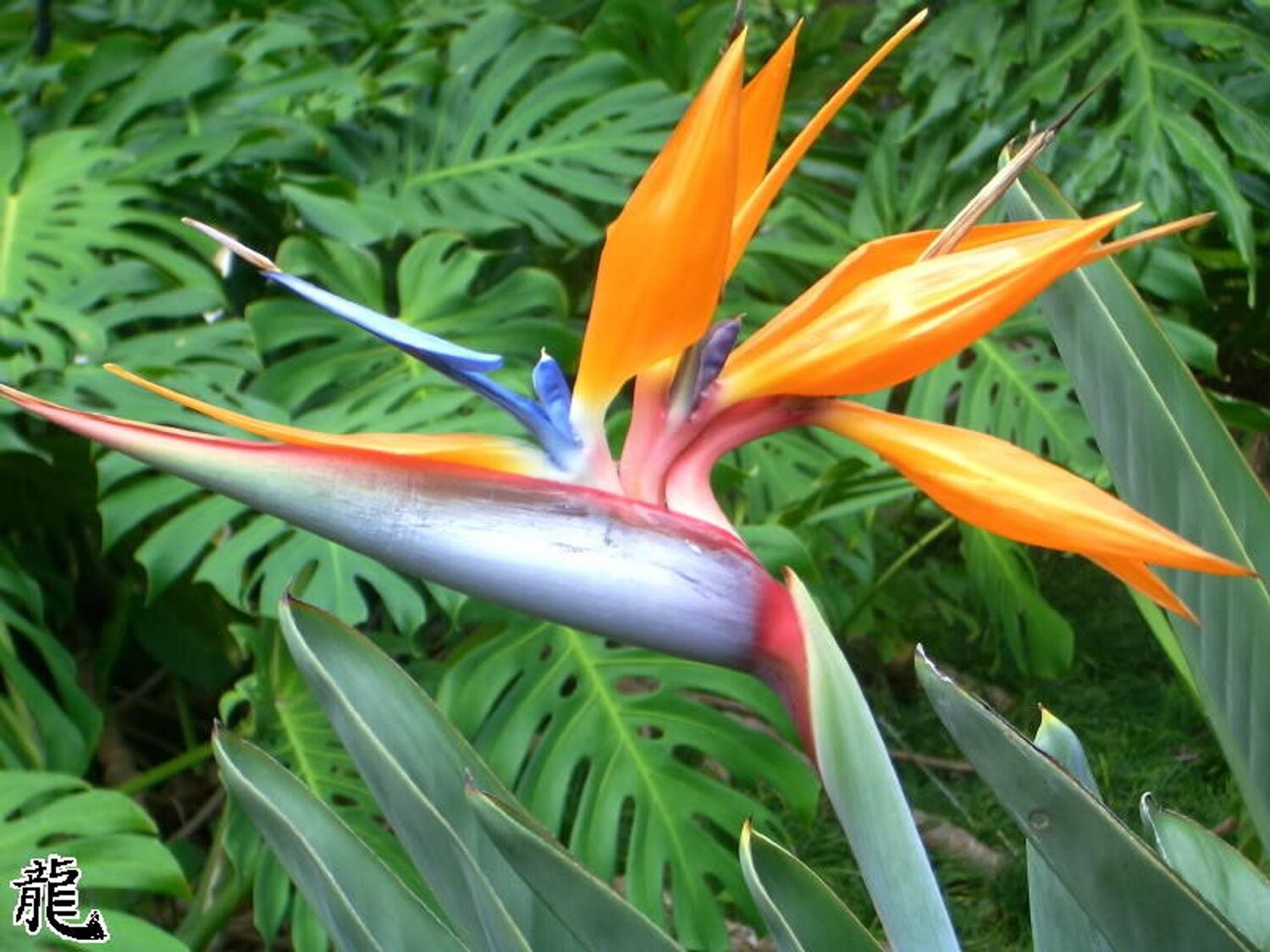 Strelitzia reginae - Orange Bird of Paradise, Crane Flower, Bird of Paradise, Isigude - Image 7