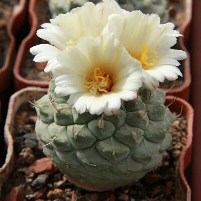 Strombocactus disciformis subsp. jarmilae -