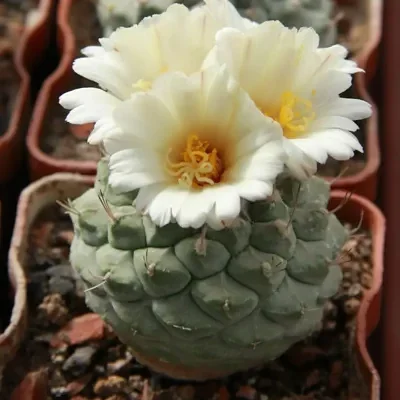 Strombocactus disciformis subsp. jarmilae -