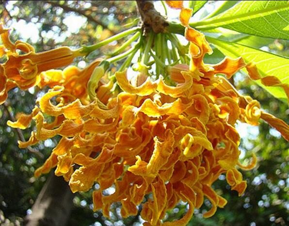 Strophanthus boivinii - Twisted wood flower, twisted wood flower, flower wood shredder, corkscrew flower