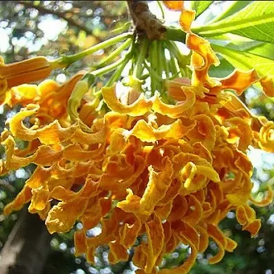 Strophanthus boivinii - Twisted wood flower, twisted wood flower, flower wood shredder, corkscrew flower