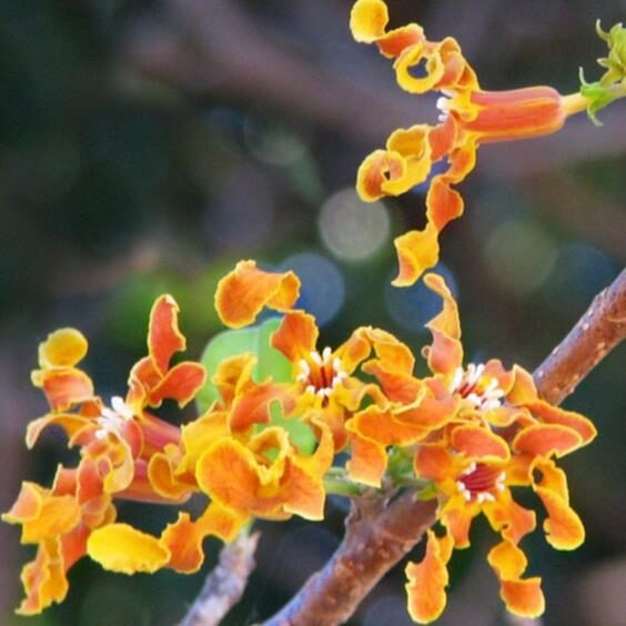 Strophanthus boivinii - Twisted wood flower, twisted wood flower, flower wood shredder, corkscrew flower - Image 2