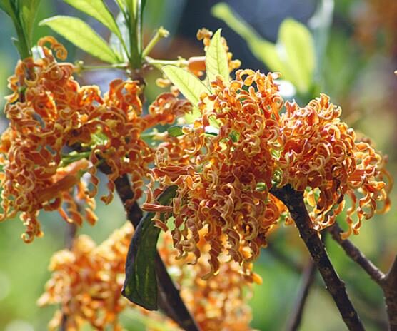Strophanthus boivinii - Twisted wood flower, twisted wood flower, flower wood shredder, corkscrew flower - Image 3