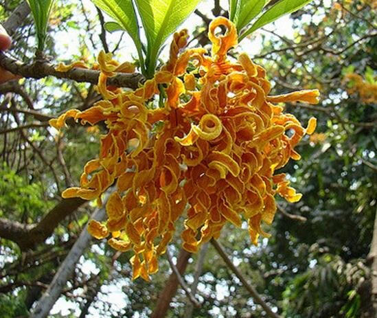 Strophanthus boivinii - Twisted wood flower, twisted wood flower, flower wood shredder, corkscrew flower - Image 4