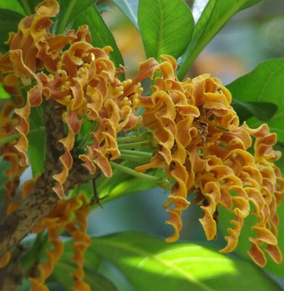 Strophanthus boivinii - Twisted wood flower, twisted wood flower, flower wood shredder, corkscrew flower - Image 6