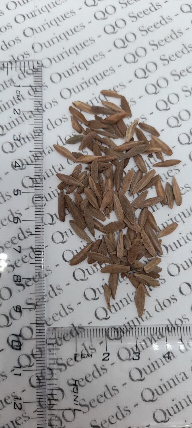 Strophanthus boivinii - Twisted wood flower, twisted wood flower, flower wood shredder, corkscrew flower - Image 7