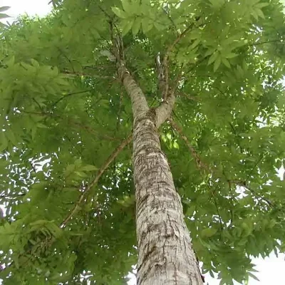 Swietenia macrophylla - Big Leaf Mahogany, Honduras Mahogany