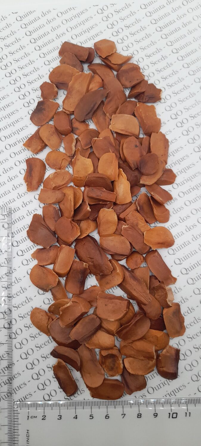 Swietenia macrophylla - Big Leaf Mahogany, Honduras Mahogany - Image 6