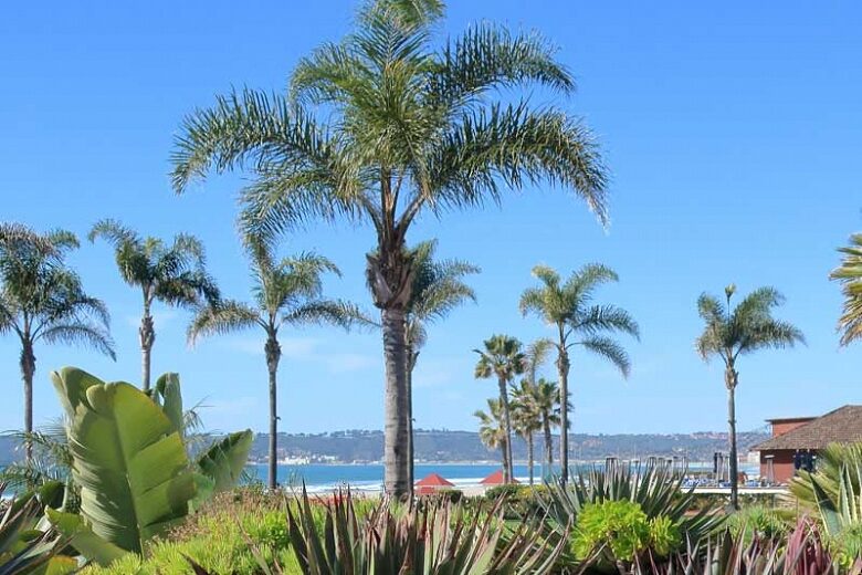 Syagrus romanzoffiana - Queen Palm