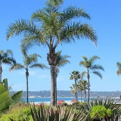 Syagrus romanzoffiana - Queen Palm