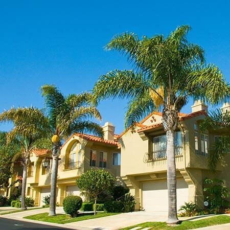 Syagrus romanzoffiana - Queen Palm - Image 3