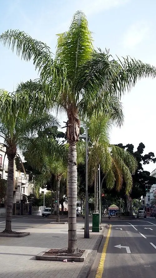 Syagrus romanzoffiana - Queen Palm - Image 4