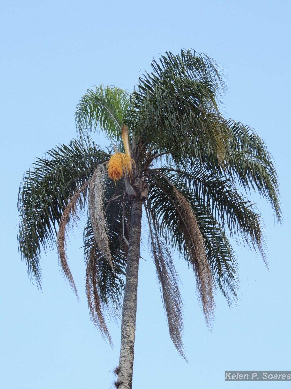 Syagrus romanzoffiana - Queen Palm - Image 5
